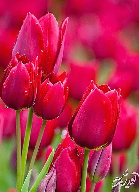 گل رز قرمز،عکس های گل گل بنفشه, تصویر گل